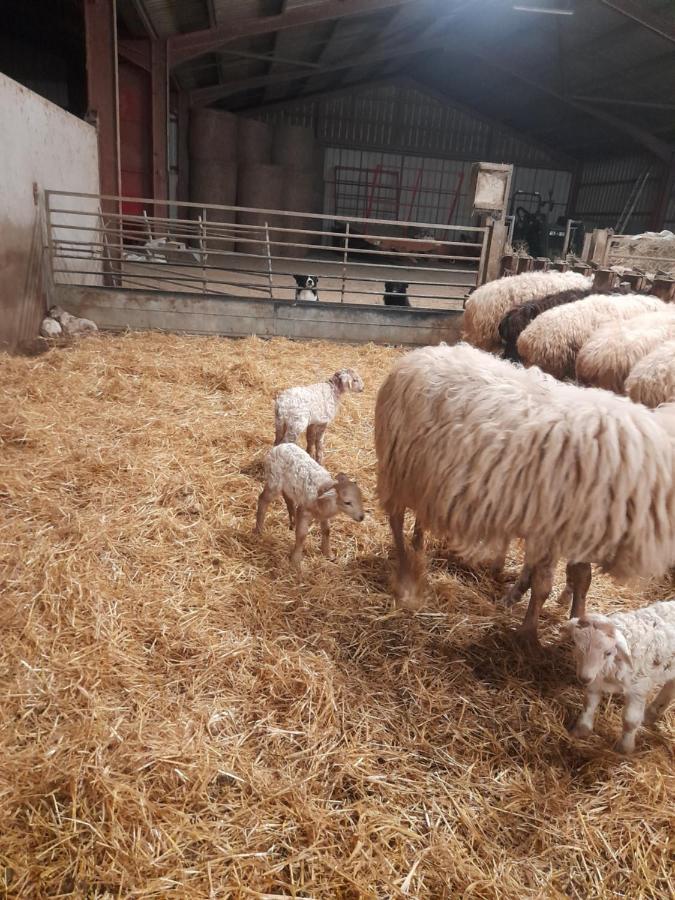 Gite A La Ferme Larranda Suhescun Esterno foto